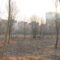 В Калининграде незаконно вырубили деревья на 17 млн рублей