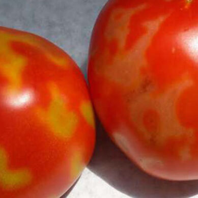В Калининградскую область не пустили томаты и перец из Турции