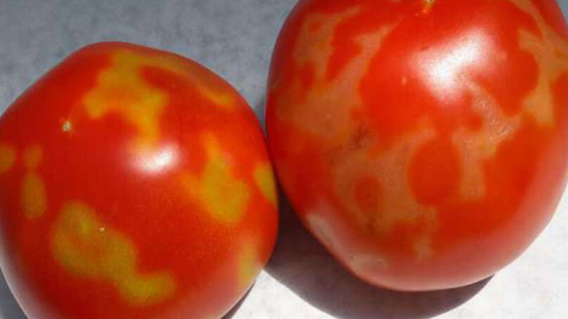 В Калининградскую область не пустили томаты и перец из Турции
