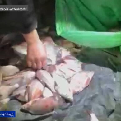 Транспортная полиция задержала мужчину, незаконно выловившего в Куршском заливе 83 рыбы разных видов