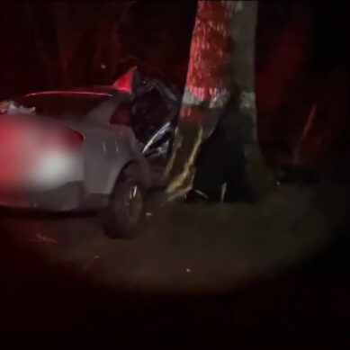 В Славском районе иномарка врезалась в дерево, предположительно водитель уснул за рулем