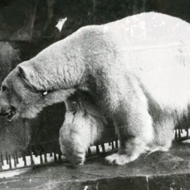 Сегодня во всём мире отмечается День полярного медведя