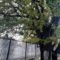 Черешчатый дуб из Светлогорска внесен в Национальный реестр старовозрастных деревьев России
