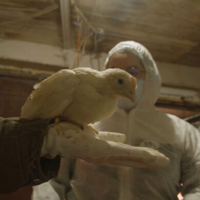 В Калининграде стартовала бесплатная вакцинация домашних птиц от гриппа
