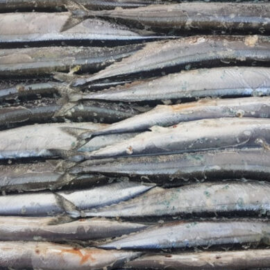В Янтарный край не сразу пустили 25 тонн рыбы. Отсутствие предварительного уведомления послужило основанием