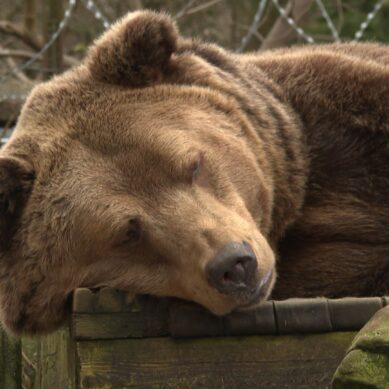 В калининградском зоопарке из зимней спячки вышел мохнатый старожил медведь Фима