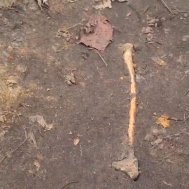 В центральном парке Калининграда жители города обнаружили человеческие останки
