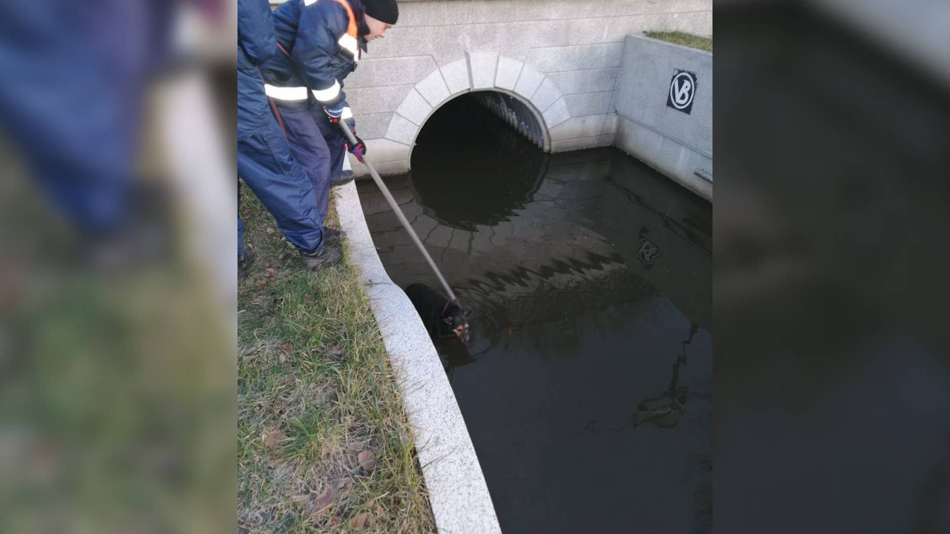 В Калининграде сегодня утром на Верхнем озере была спасена собака — Вести- Калининград