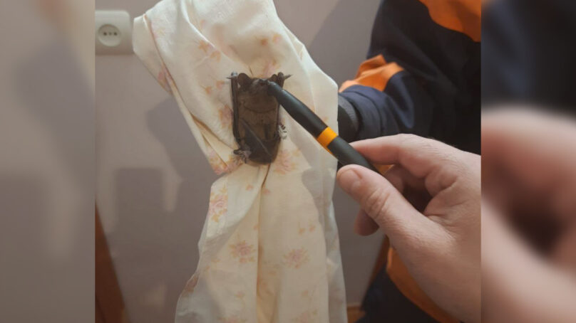 Власти Калининграда рассказали, что делать, если у вас дома поселилась летучая мышь