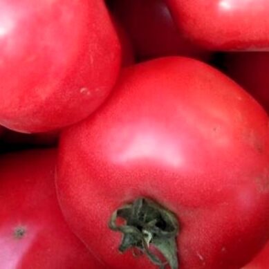 В турецких томатах, поступивших в Калининградскую область, выявлен карантинный вредитель