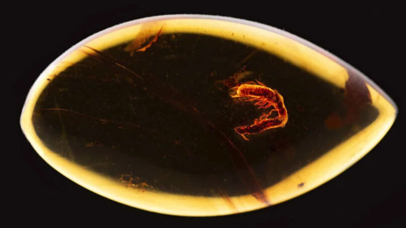 Термиты возрастом 38 миллионов лет обнаружены в балтийском янтаре из Калининграда