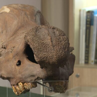 В Светлогорском филиале презентовали череп вымершего шерстистого носорога