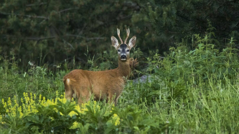 Со 2 мая начинается прием заявлений от охотников на добычу косули