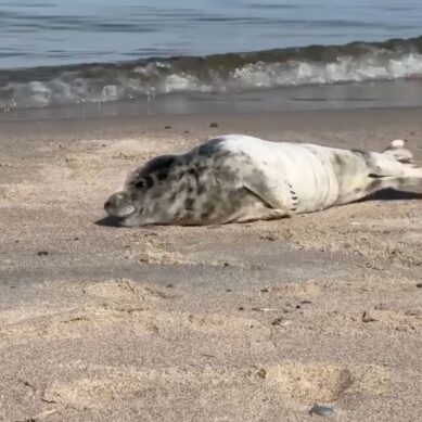 В Калининградской области волонтёры на протяжении всего побережья искали тюленей