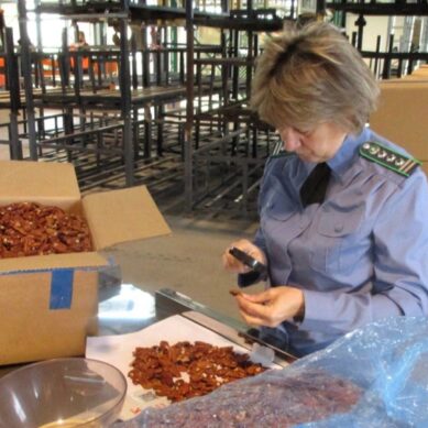 Россельхознадзор региона проконтролировал ввоз 2,6 тысяч тонн орехов с начала года