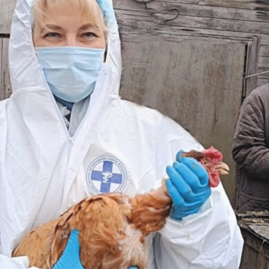 От птичьего гриппа в Калининградской области вакцинировали 73,7 тысяч птиц