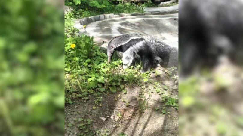 В калининградском зоопарке первую самостоятельную прогулку совершил малыш муравьед