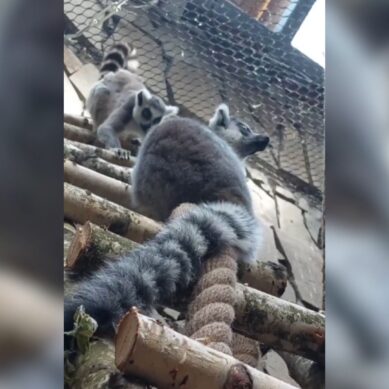 Пушистое пополнение! В Калининградский зоопарк прибыли лемуры