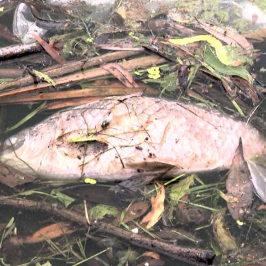 В Калининградской области массово гибнет рыба