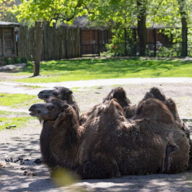 Калининградский зоопарк переходит на летний режим работы. Теперь он будет открыт на час дольше