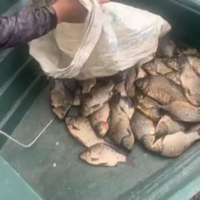 Транспортная полиция Калининграда пресекла нелегальную добычу ценной промысловой рыбы