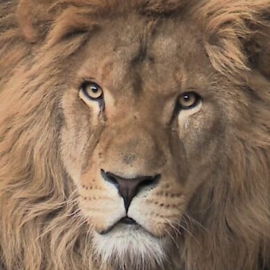 В этом году в калининградский зоопарк должен приехать самец льва