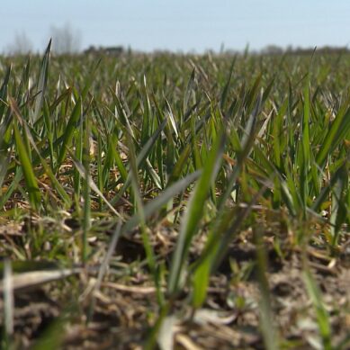 Посевные площади под зерновые культуры увеличили до 131 тыс. га