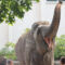 20 июня – Всемирный день защиты слонов в зоопарках