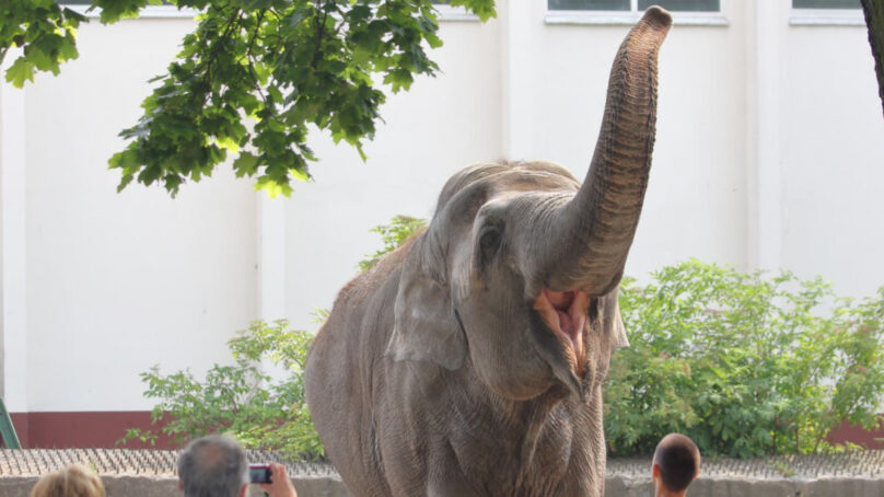 20 июня – Всемирный день защиты слонов в зоопарках