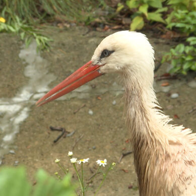 В калининградском зоопарке закончился карантин по птичьему гриппу