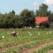В крестьянско-фермерских хозяйствах Калининградской области идёт сбор огурцов