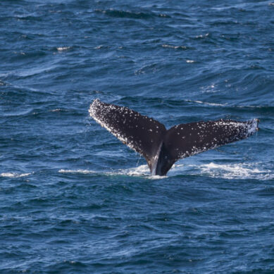 В Музее Мирового океана пройдет бесплатная лекция «О китах и людях»