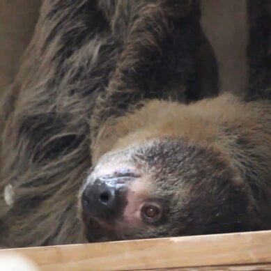 Самка ленивца преподнесла неожиданный сюрприз сотрудникам зоопарка