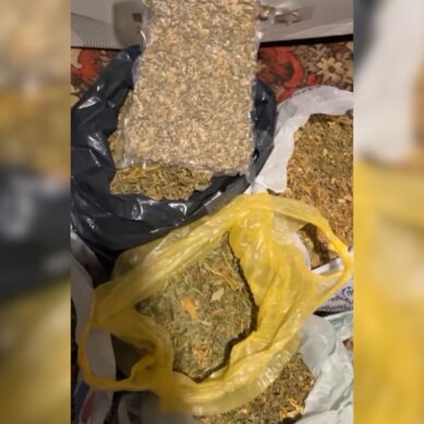 Почти 4 с половиной килограмма марихуаны обнаружили калининградские полицейские в посёлке Яблоневка