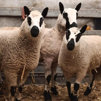 В Фермерское хозяйство «Муромское» завезли «овец-панд»