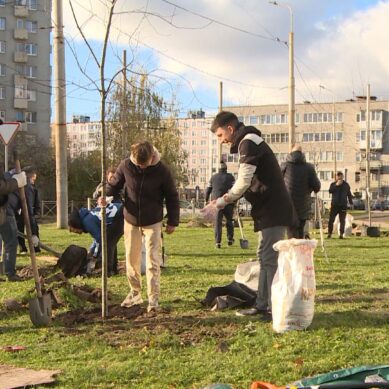 В честь Дня народного единства в Калининграде на улице Батальной высадили вязы и черемуху