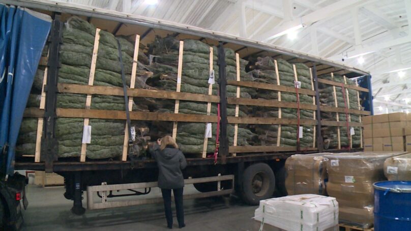 Более 800 новогодних ёлок привезли в Калининградскую область из-за границы в преддверии праздников