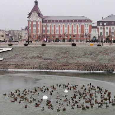 В Гусеве жители опасаются за судьбу водоплавающих птиц. Река Писса скована льдом