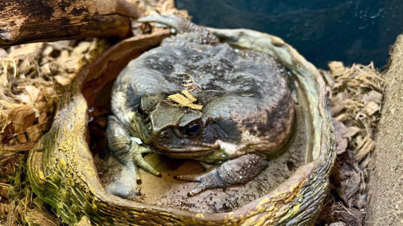 Калининградский зоопарк переходит на весенний режим работы