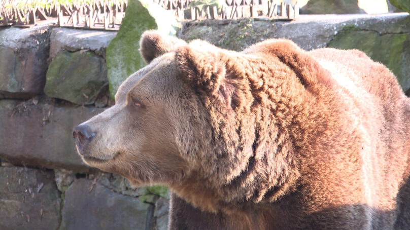 Весеннее солнце пригревает не только двуногих жителей и гостей Калининградской области