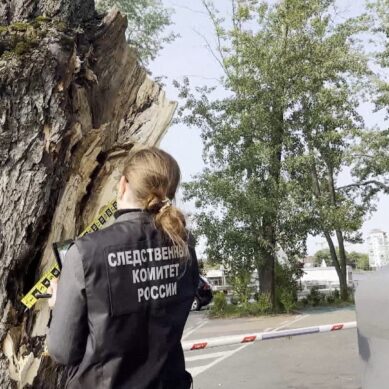 21-летняя девушка, на которую упало дерево в Озёрном проезде, скончалась, не приходя в сознание