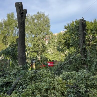 Десятки взрослых деревьев сносят в Калининграде на улице Майской