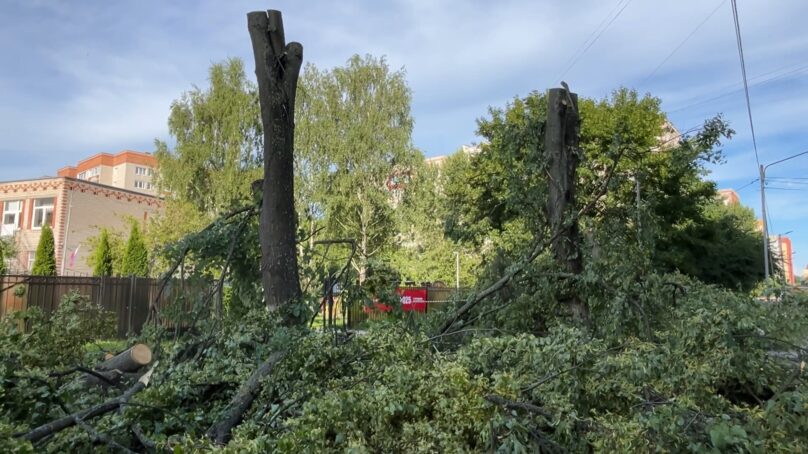 Десятки взрослых деревьев сносят в Калининграде на улице Майской