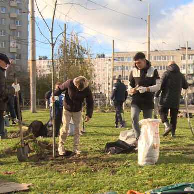 В Калининграде этой осенью планируют высадить более 500 деревьев и кустарников