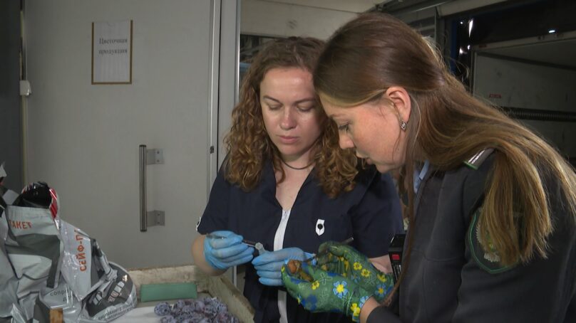 Сотрудники Управления Россельхознадзора ежедневно проверяют плодовоовощную продукцию, которая поступает в Янтарный край