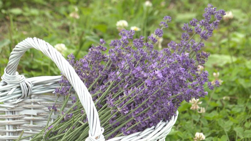 Лавандовый рай теперь есть и в Калининградской области