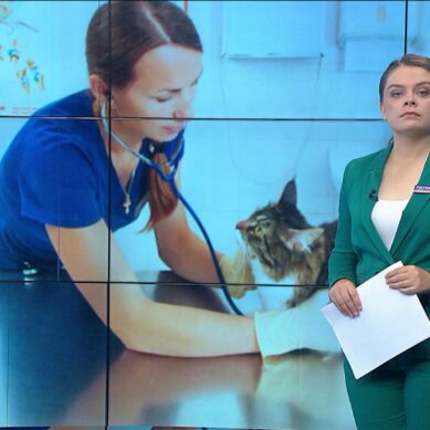 Ко Дню ветеринарного работника Калининградстат подготовил сведения о стоимости услуг этих специалистов