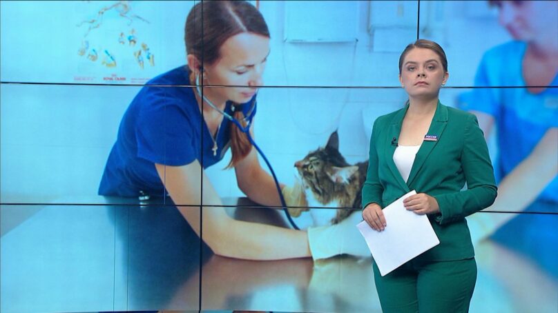 Ко Дню ветеринарного работника Калининградстат подготовил сведения о стоимости услуг этих специалистов