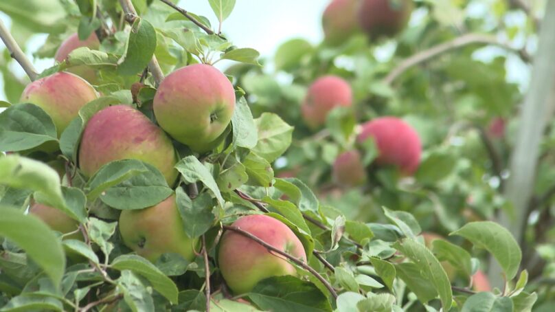 Дорога ложка к обеду, а яблоко – к спасу. Сегодня праздник, который по народным поверьям означает поворот природы от лета к осени