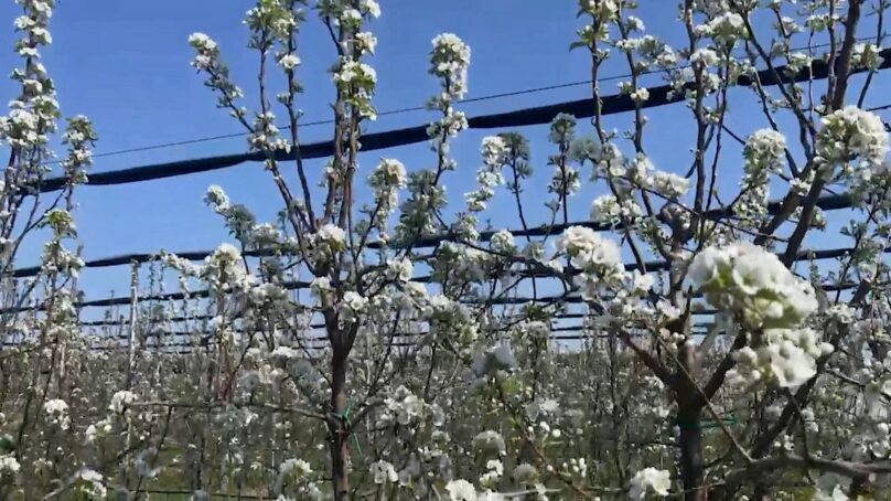 Возможность стабилизации цен на привозные фрукты и ягоды в торговых сетях обсудили накануне в областном Минсельхозе